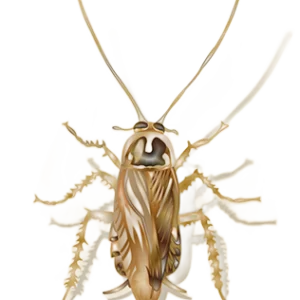 An example of a field cockroach from Bug Out