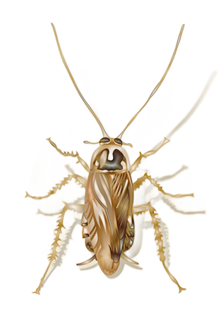 An example of a field cockroach from Bug Out