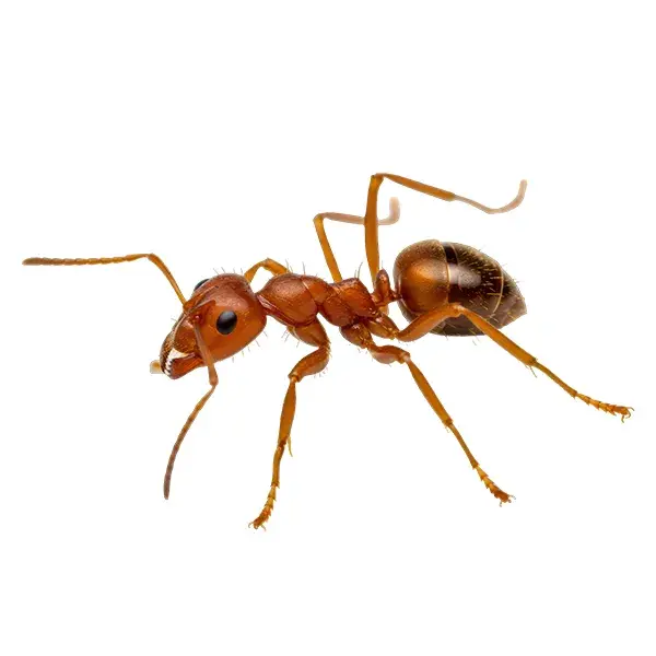 Fire ant on a white background - Keep pests away from your home with Bug Out in Lubbock, TX