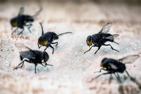 A group of flies sitting on spilled sugar crystals