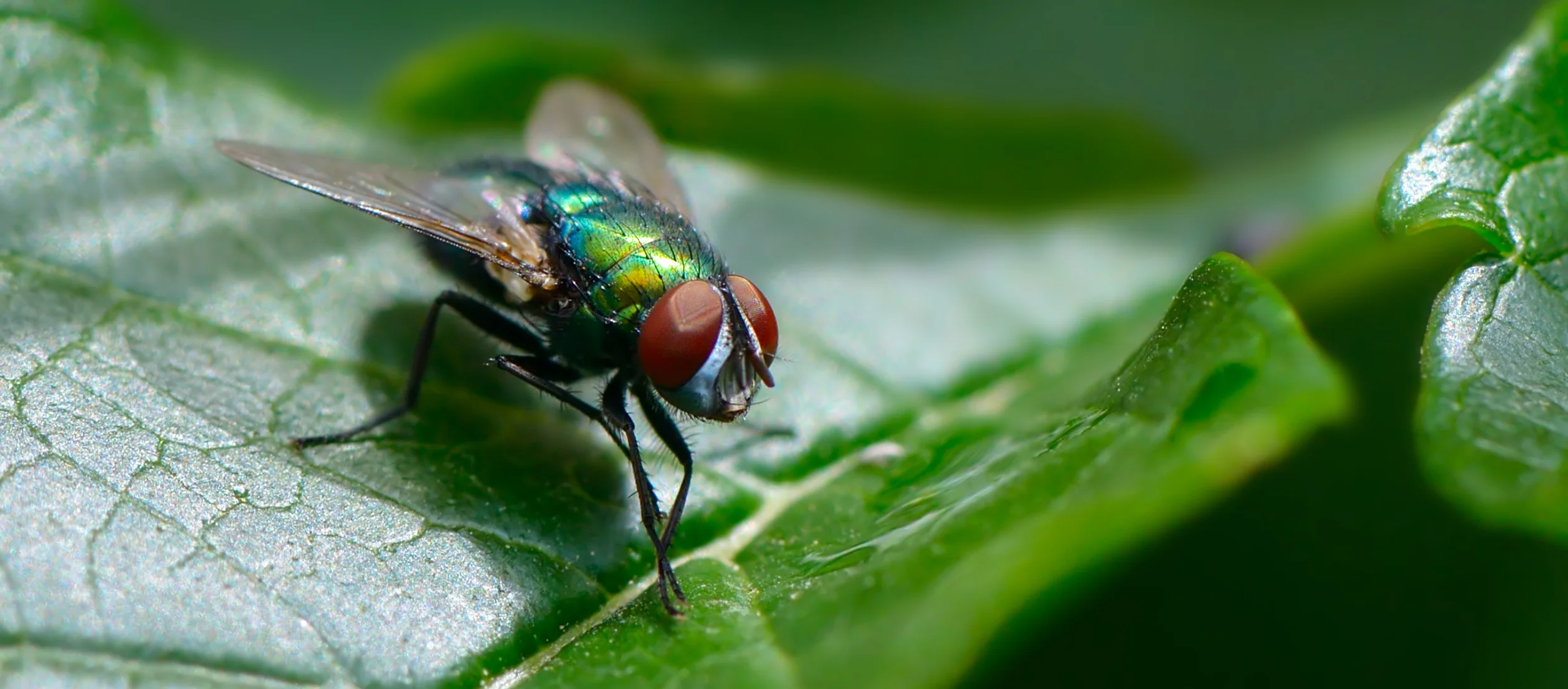 Commercial FlyControl in your area