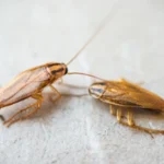 Bug Out cockroach extermination services in Lubbock Texas