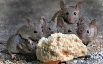 Bug Out rodent extermination services in Lubbock Texas