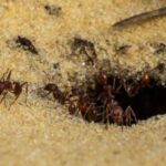 Ants in sand
