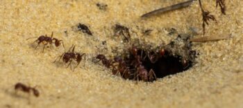 Ants in sand