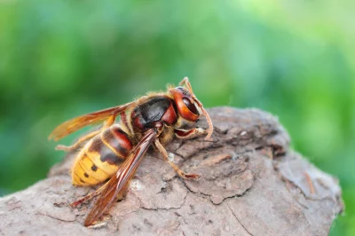 Wasp & Hornet Identification in your area