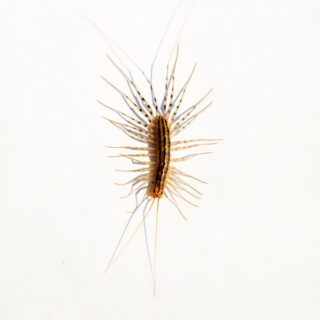 House Centipede up close white background