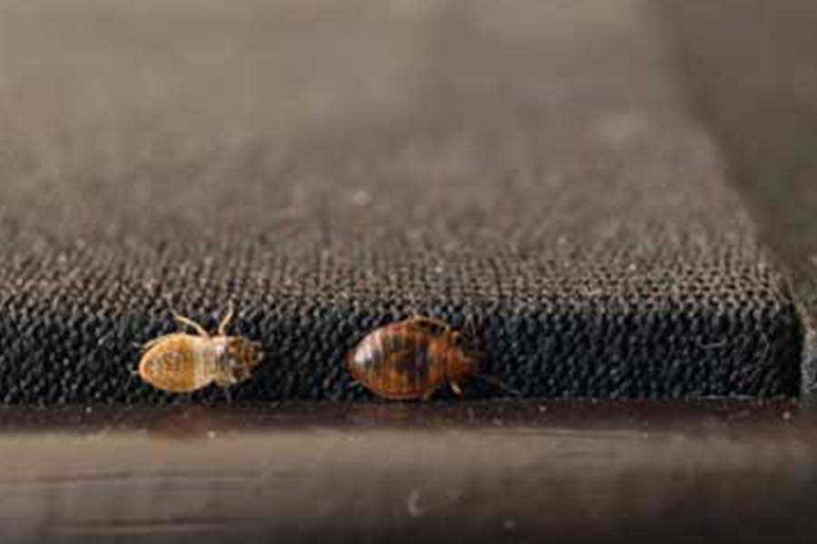 Bed bugs travelling