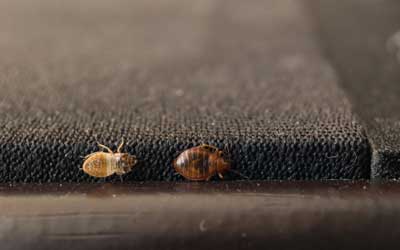 Bed bugs traveling on upholstery 