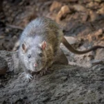 Wild rat standing on a rock in the wilderness.