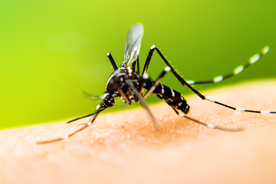 Black mosquito on skin close up