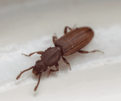 Merchant Grain Beetle up close white background