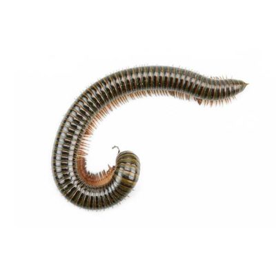 Millipede up close white background