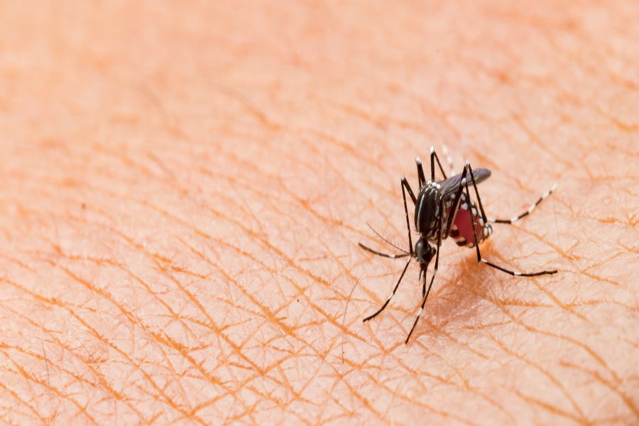 Mosquito sucking blood form skin