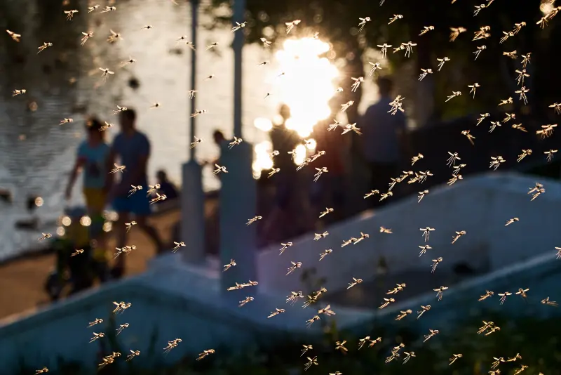 A mosquito swarm at a Texas lake
