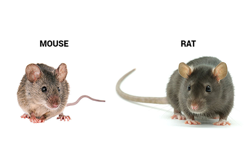 mouse vs rat