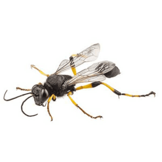 Mud Dauber up close white background