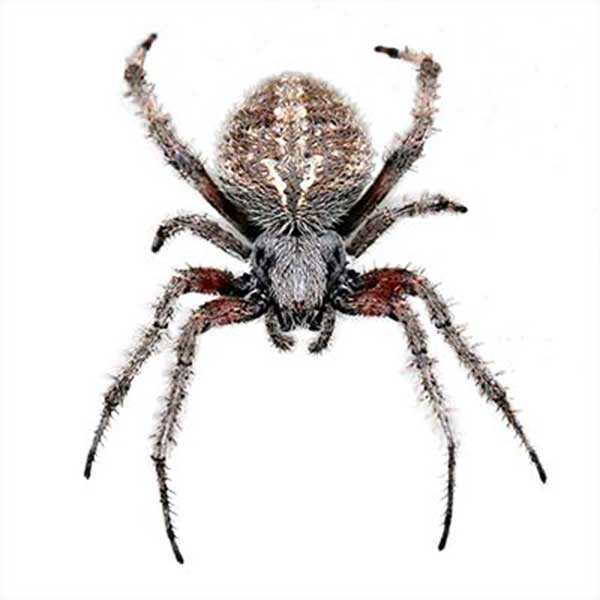 Orb-Weaver Spider close up white background