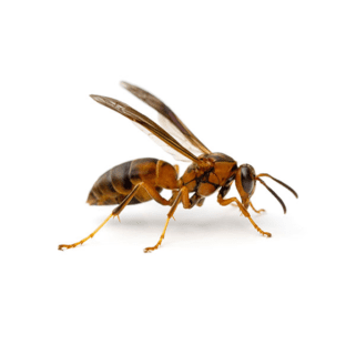 Paper Wasp up close white background