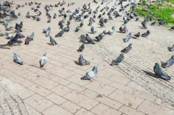 A flock of pigeons on a paved outdoor walkway