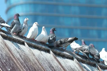 Row of pigeons gathered on a business rooftop