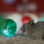 Gray rat infesting a Texas home, with holiday lights in the background