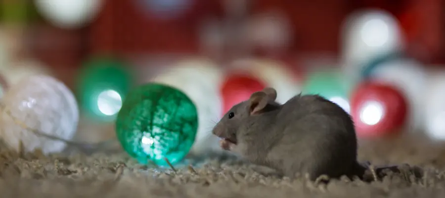 Gray rat infesting a Texas home, with holiday lights in the background