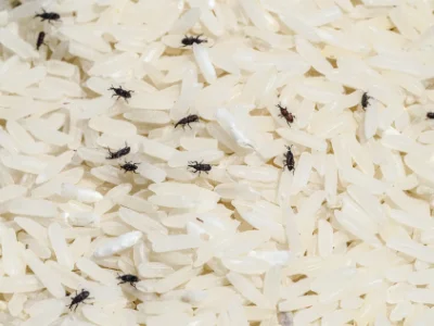 How to Prevent Stored Product Pests in Commercial Facilities in your area