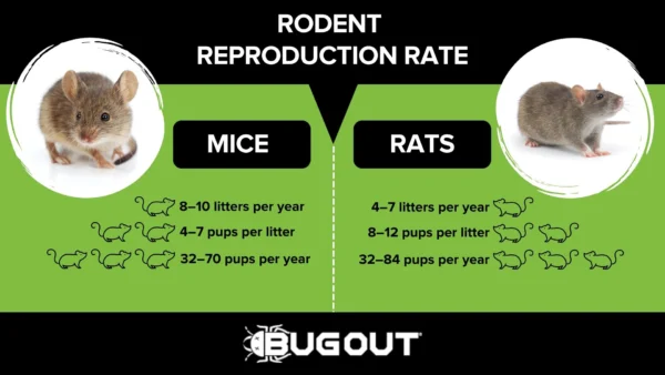 Rodent infographic comparing litter size between mice and rats