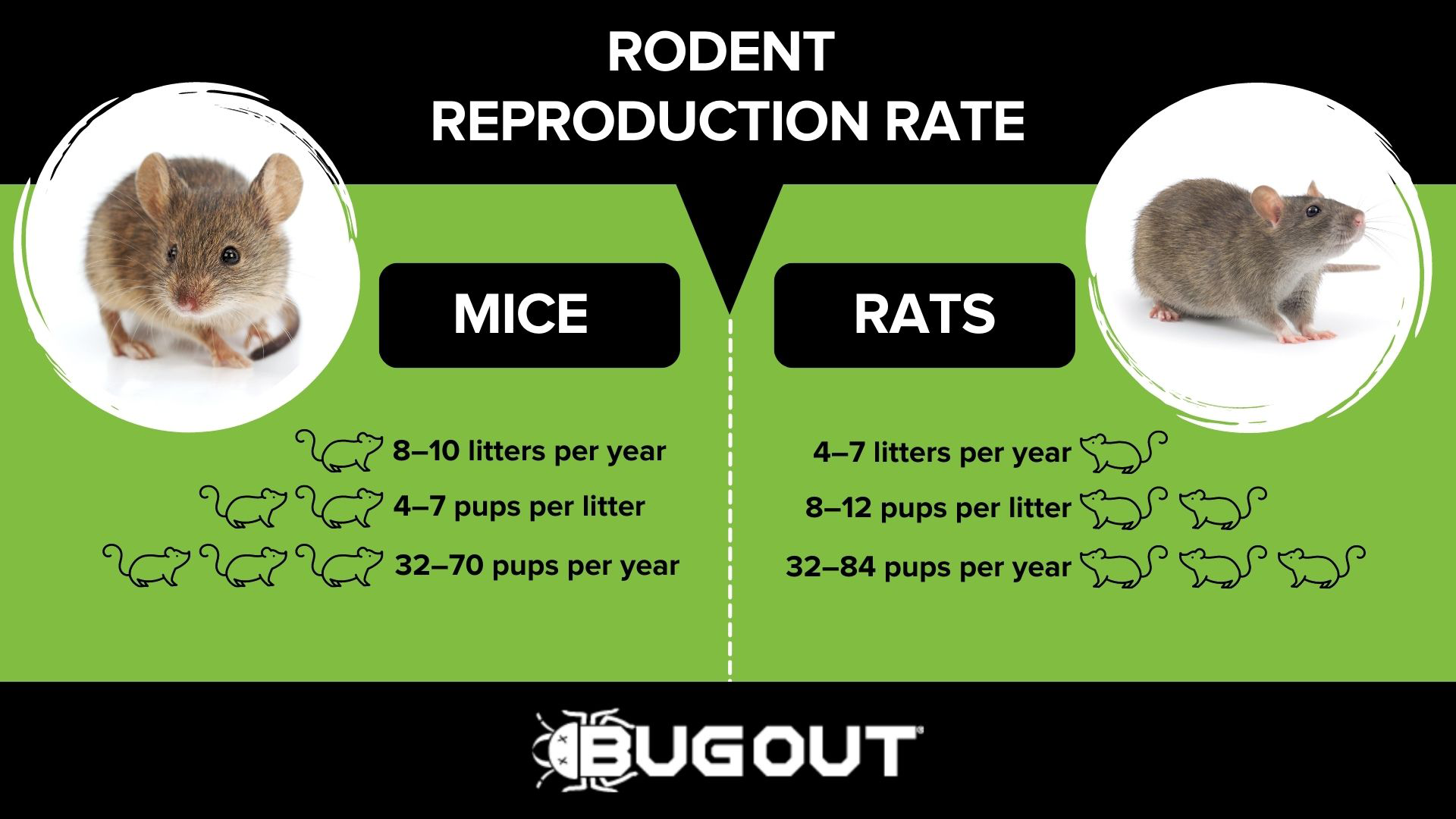 Rodent extermination services in Lubbock, TX