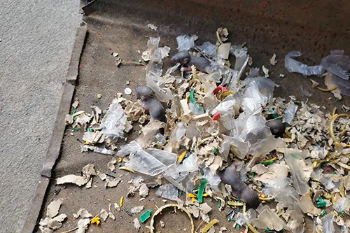 A rodent's nest made of paper and debris