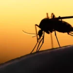 Bug Out mosquito extermination services in Lubbock Texas
