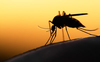 Bug Out mosquito extermination services in Lubbock Texas
