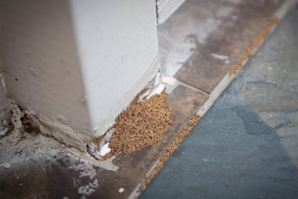 Termite droppings in pile near house