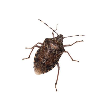 Stink Bug up close white background