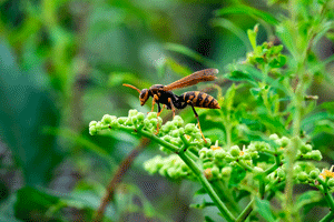 Bug Out Bee, Hornet and Wasp extermination services in Lubbock Texas