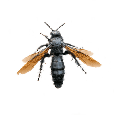 Tarantula Hawk Wasp up close white background