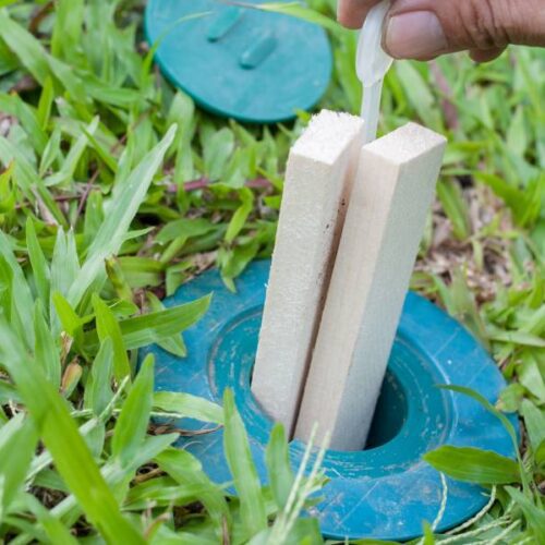 Is it a Mouse or a Rat? Bug Out Pest Control and Extermination