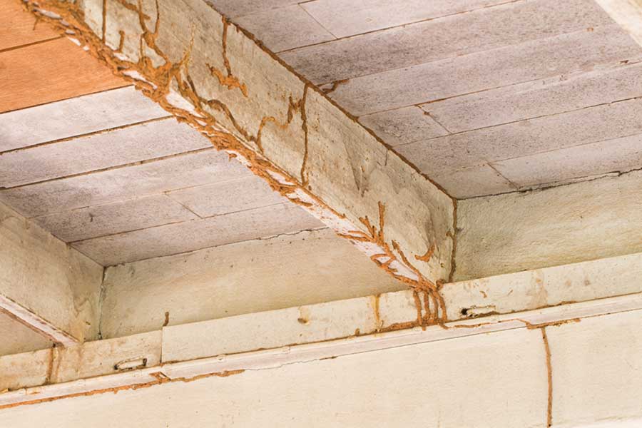Termite damage in home