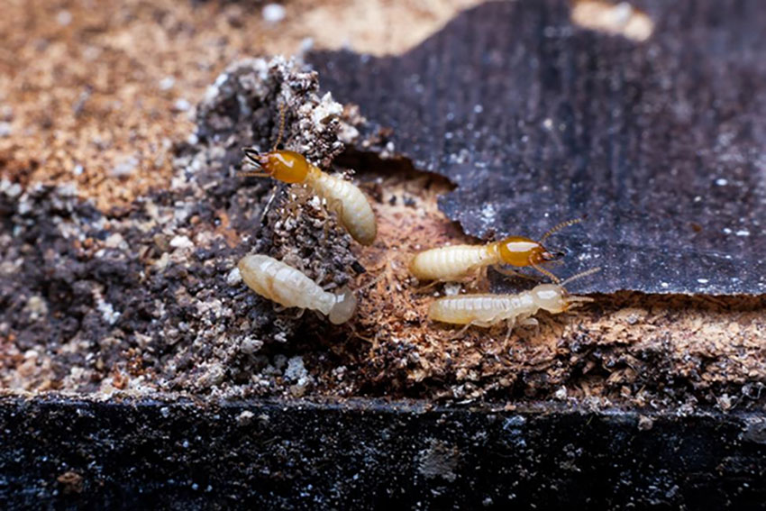 Get Rid of Termites in Lubbock TX in your area