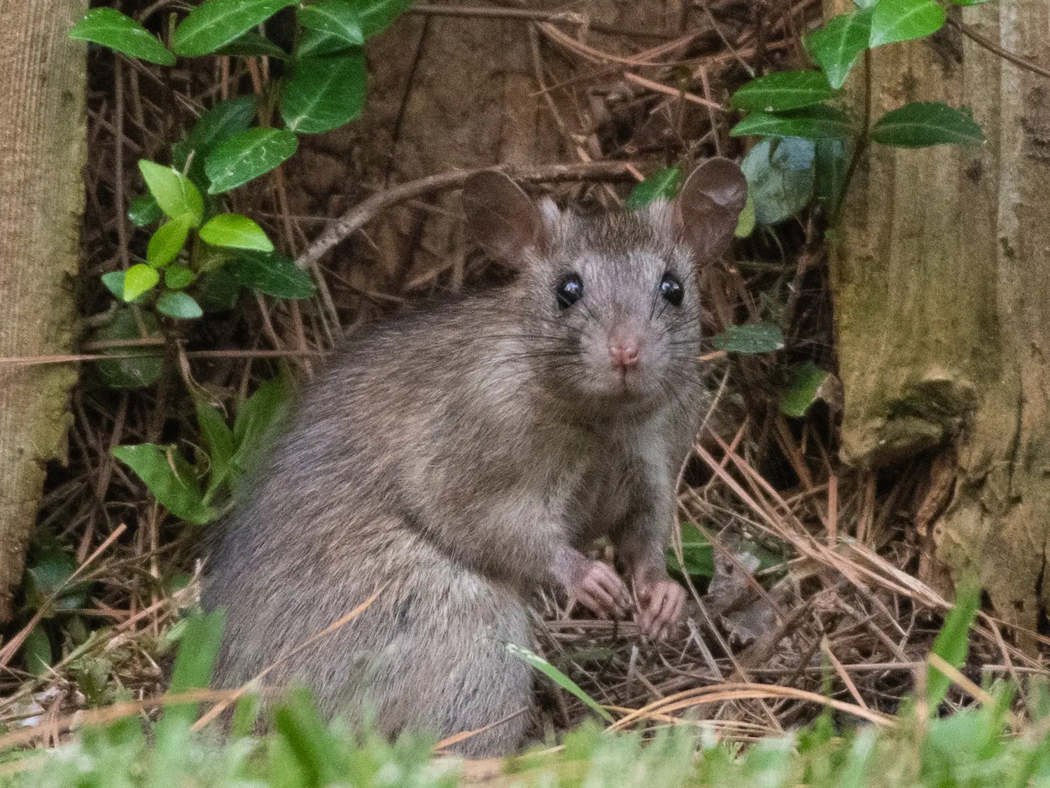 closeup of Texas rat outside