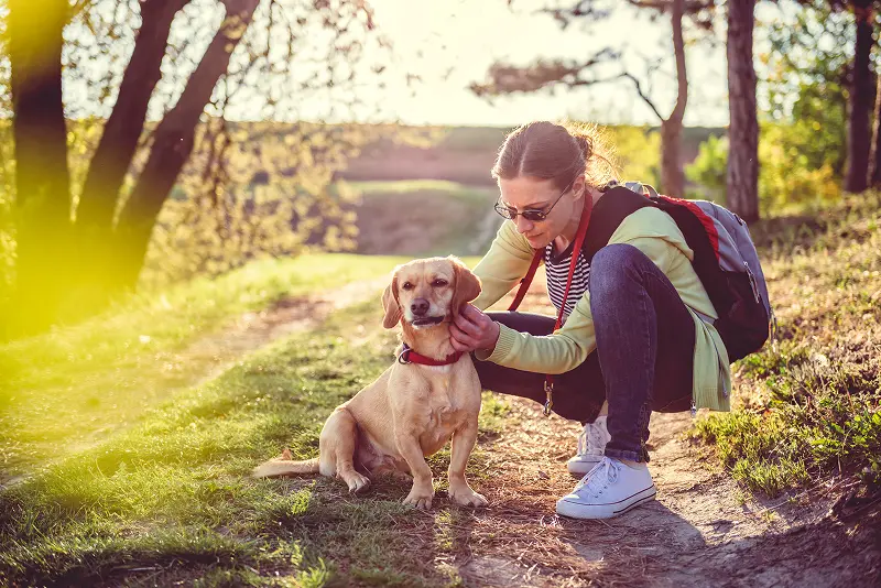 Inspecting a dog for ticks. Bug Out can provide tick and mosquito control treatments to your Texas property.