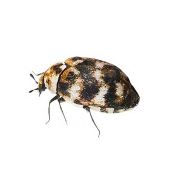 Varied Carpet Beetle up close white background