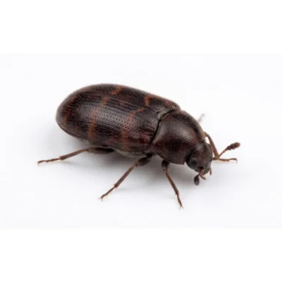 Dark brown Warehouse Beetle against a solid white background.