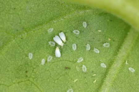 what's the tiny white pest seen here? This time, it's a whitefly