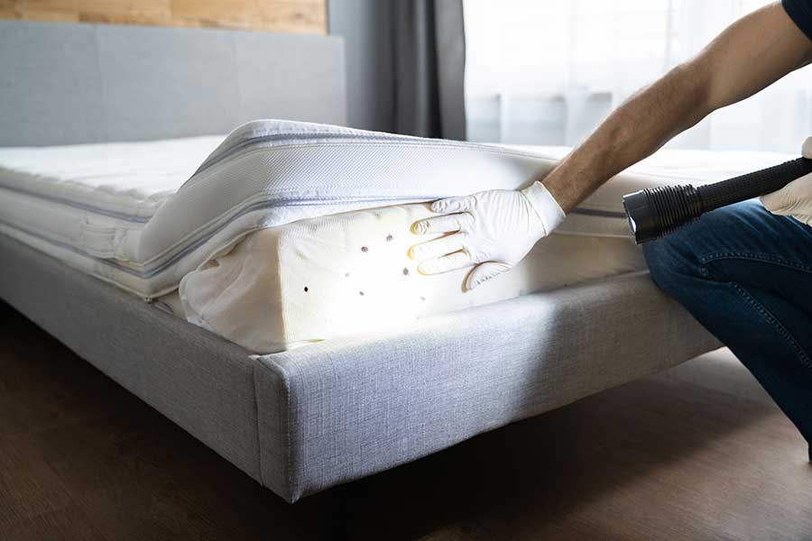 Man revealing bed bugs on mattress