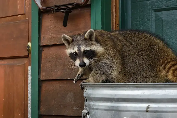Commercial Rodent and Wildlife Exclusion in your area