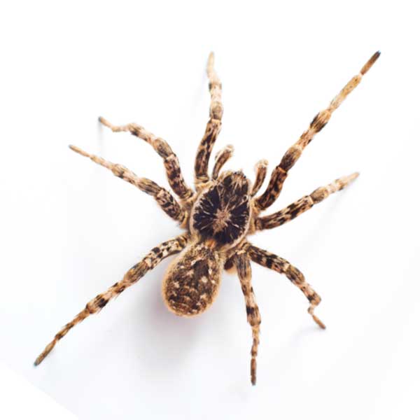 Discover 10 Types of Wolf Spiders - A-Z Animals