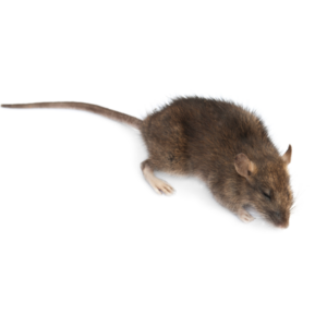 Pest control and Extermination services in Lubbock, TX