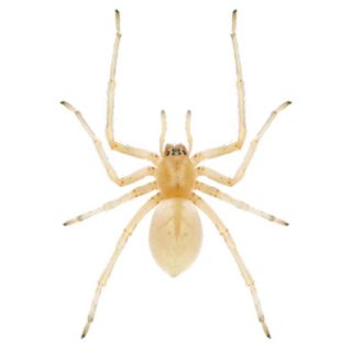 Sac Spider close up white background